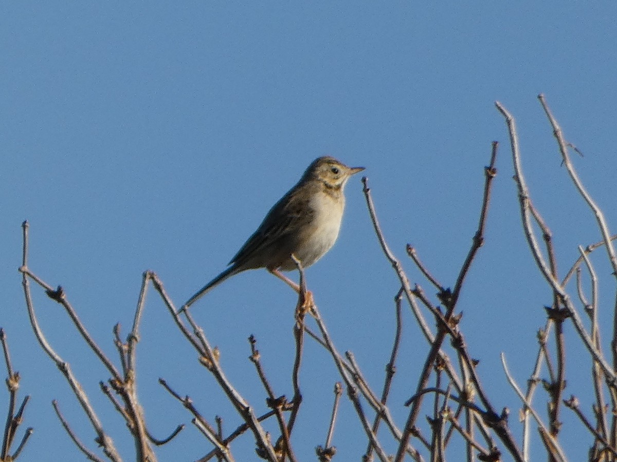 Richard's Pipit - ML537396781