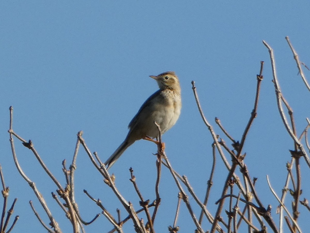 Richard's Pipit - ML537396801