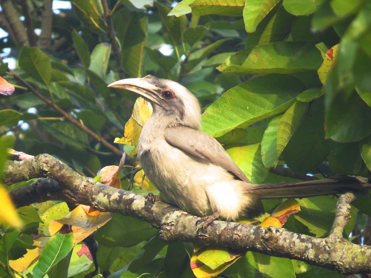 Indian Gray Hornbill - ML537396901