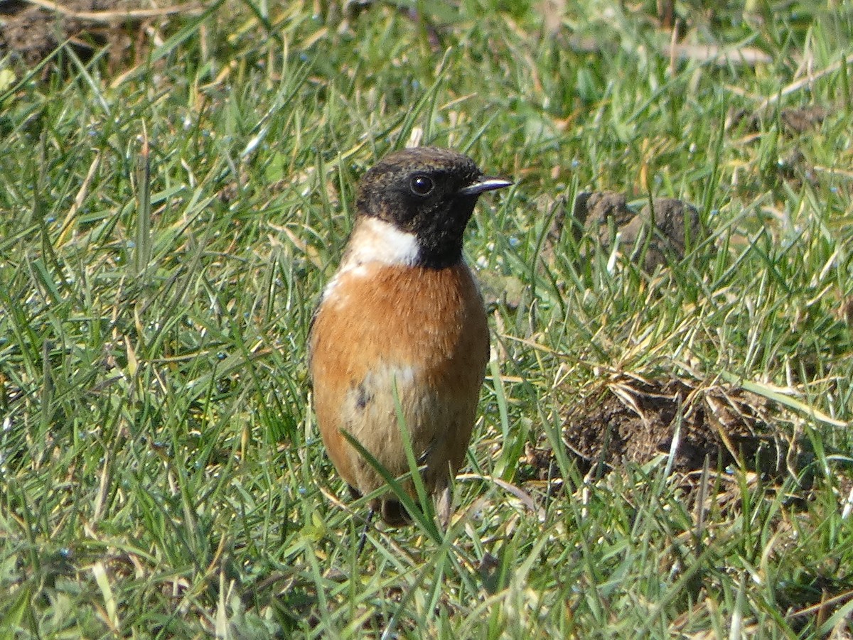 European Stonechat - ML537396911