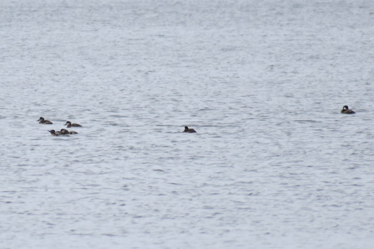 Ruddy Duck - ML537397381