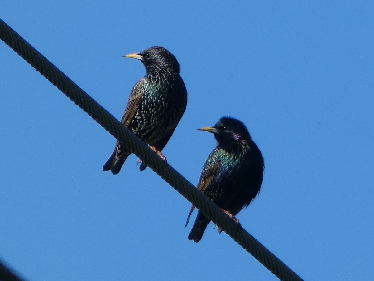 European Starling - ML537398141