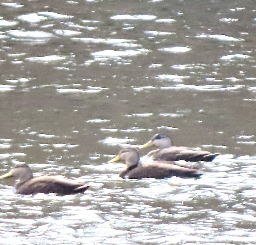 American Black Duck - Jennifer Segrest