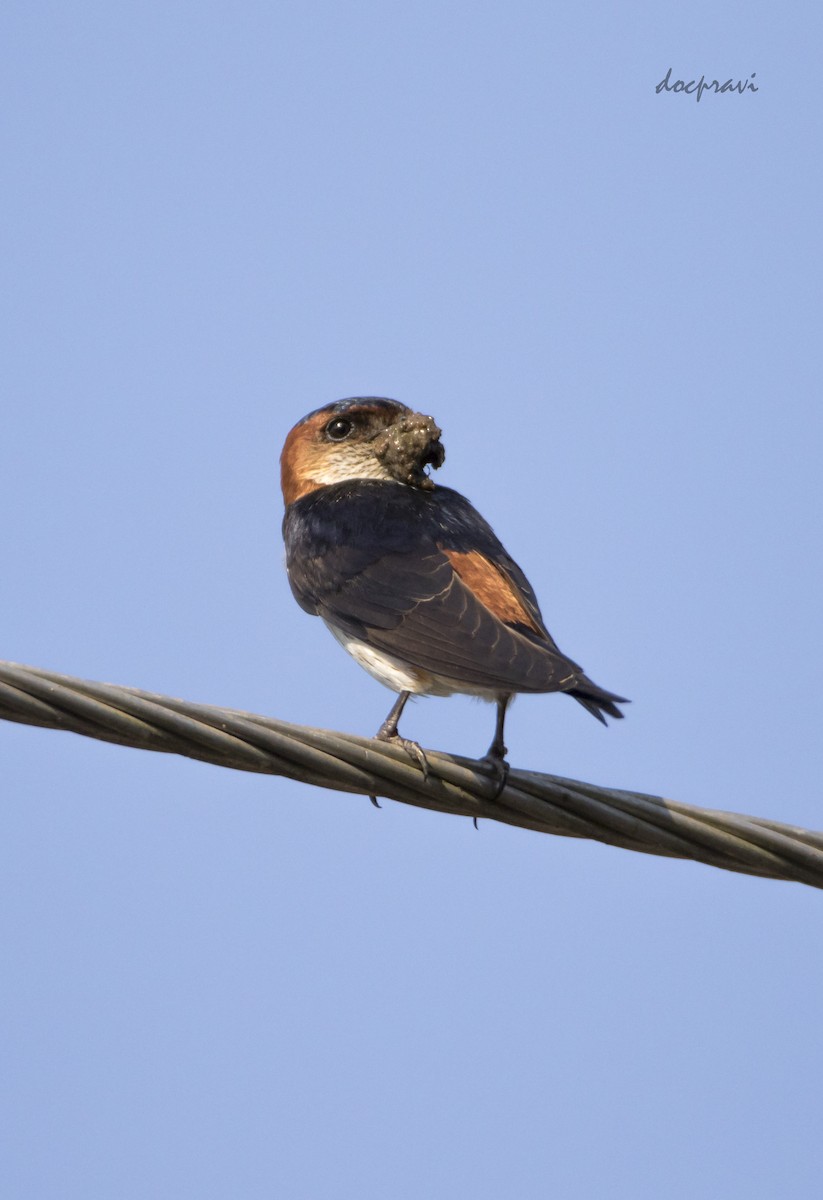 Red-rumped Swallow - ML537400401