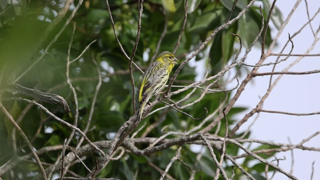 European Serin - ML537400681