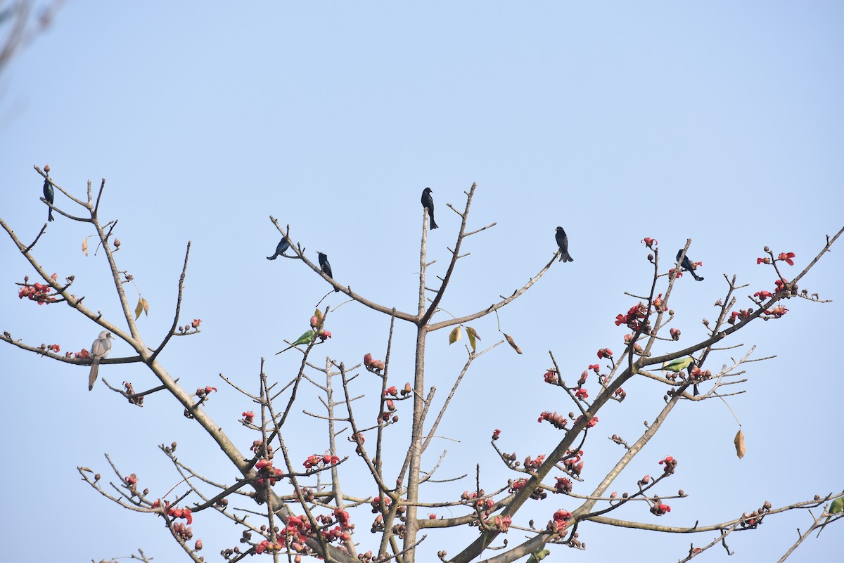 Hair-crested Drongo - ML537402141