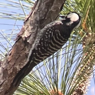 Red-cockaded Woodpecker - ML537402161