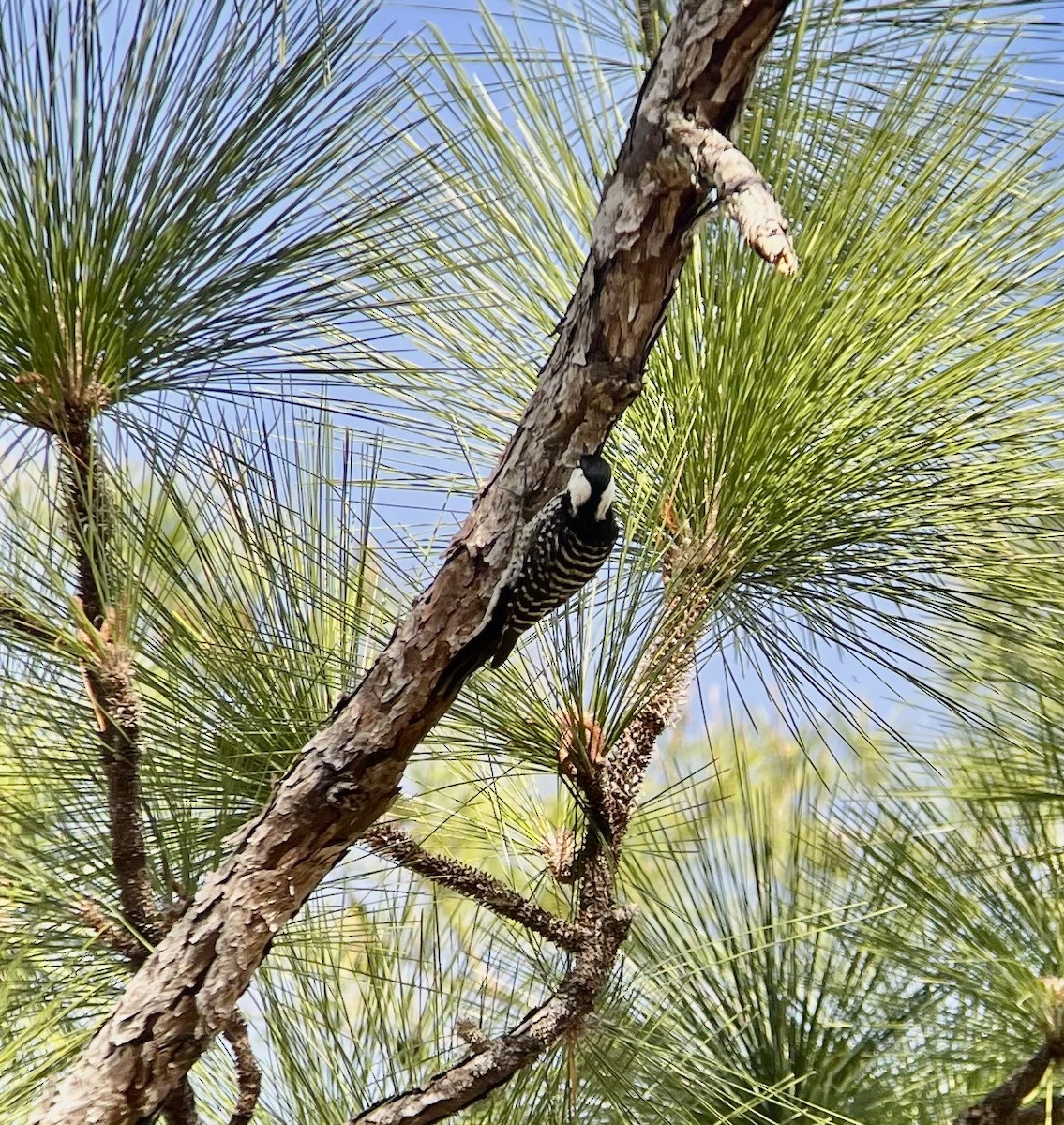 Red-cockaded Woodpecker - ML537402171