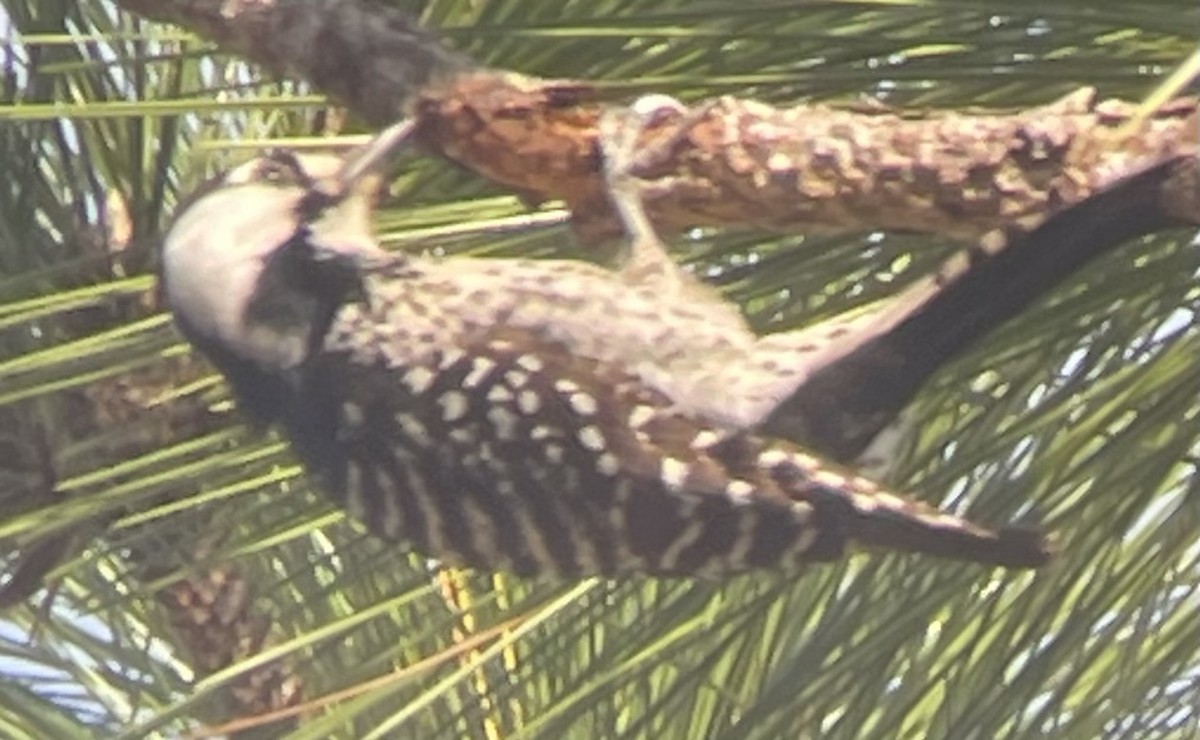 Red-cockaded Woodpecker - ML537402181