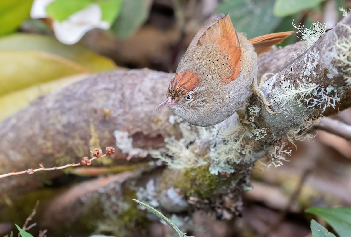 Streak-capped Spinetail - George Armistead | Hillstar Nature