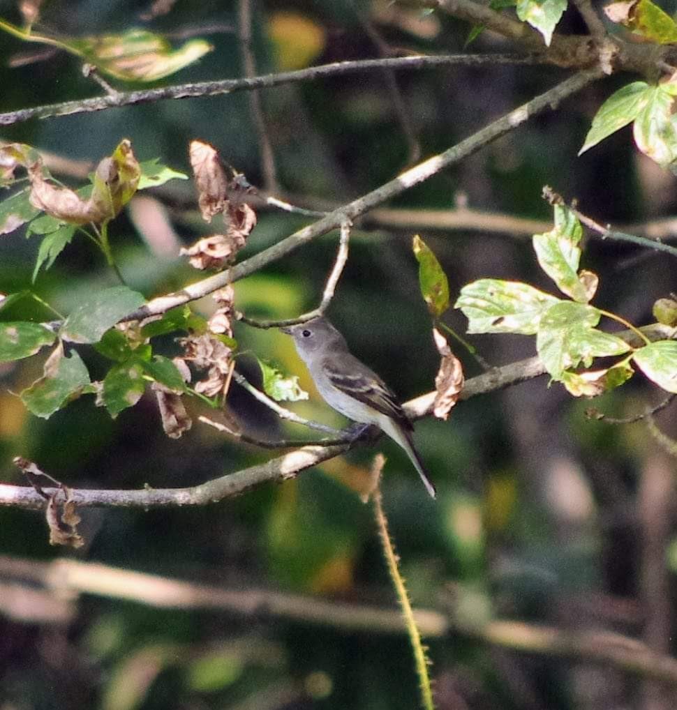 Least Flycatcher - Mollie Bading