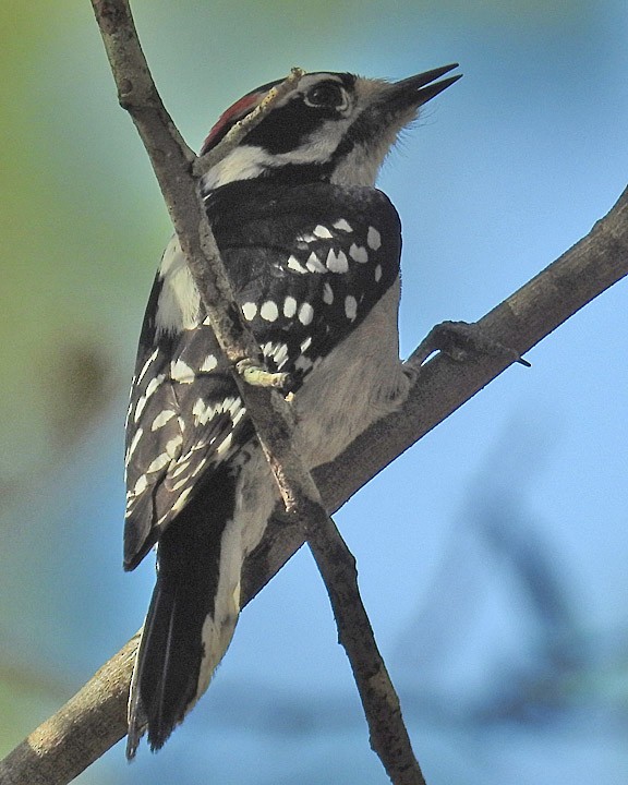 Downy Woodpecker - Dick Brewer