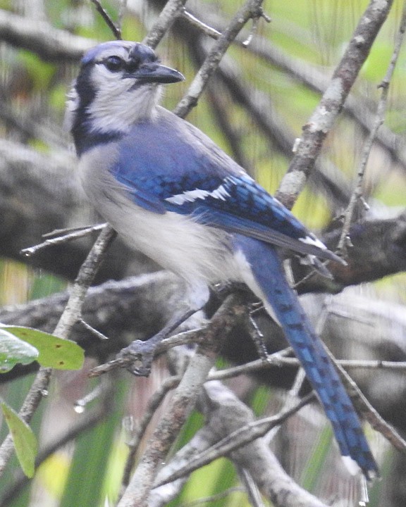 Blue Jay - Dick Brewer