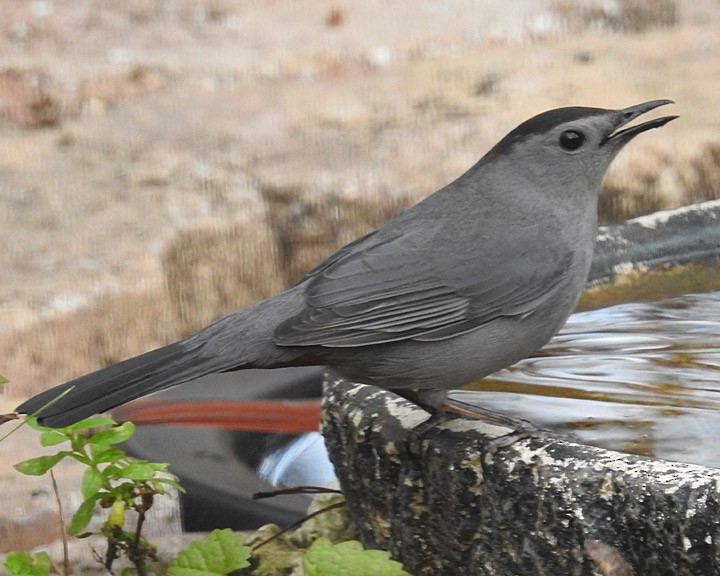 Gray Catbird - Dick Brewer