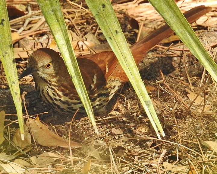 Brown Thrasher - Dick Brewer