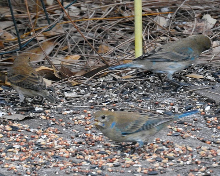 Indigo Bunting - Dick Brewer