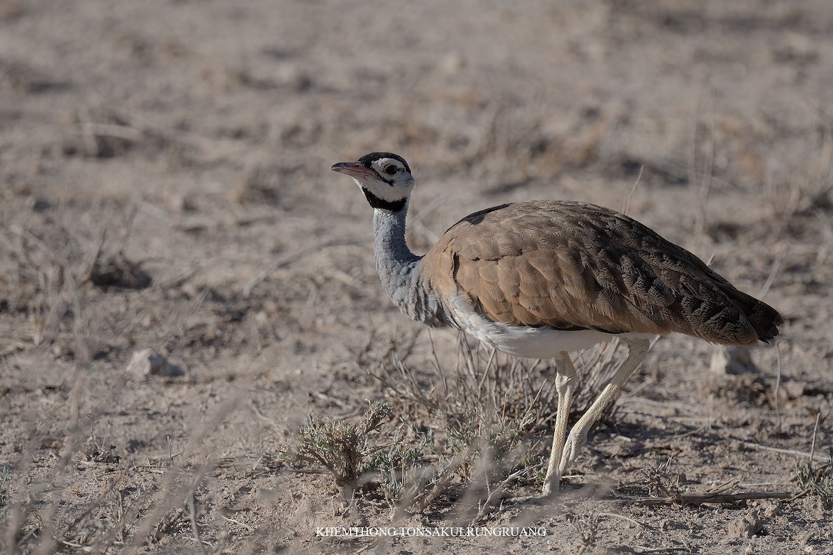 White-bellied Bustard (White-bellied) - ML537409081