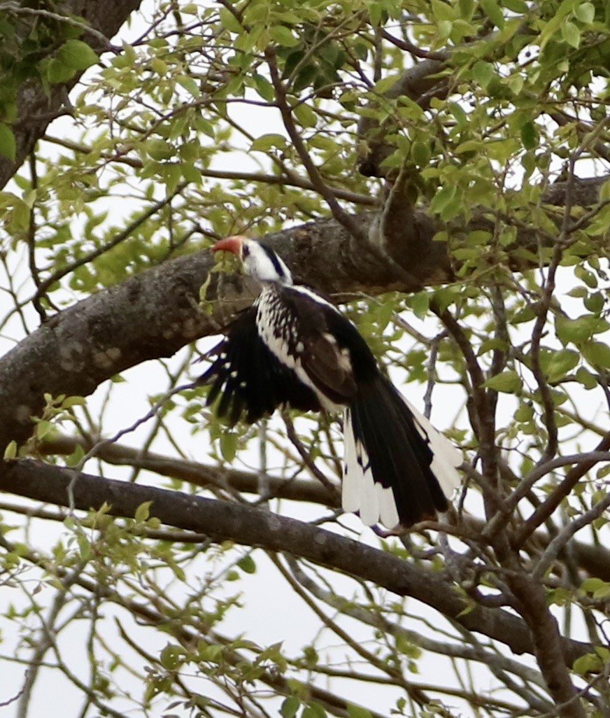 Western Red-billed Hornbill - ML537409181