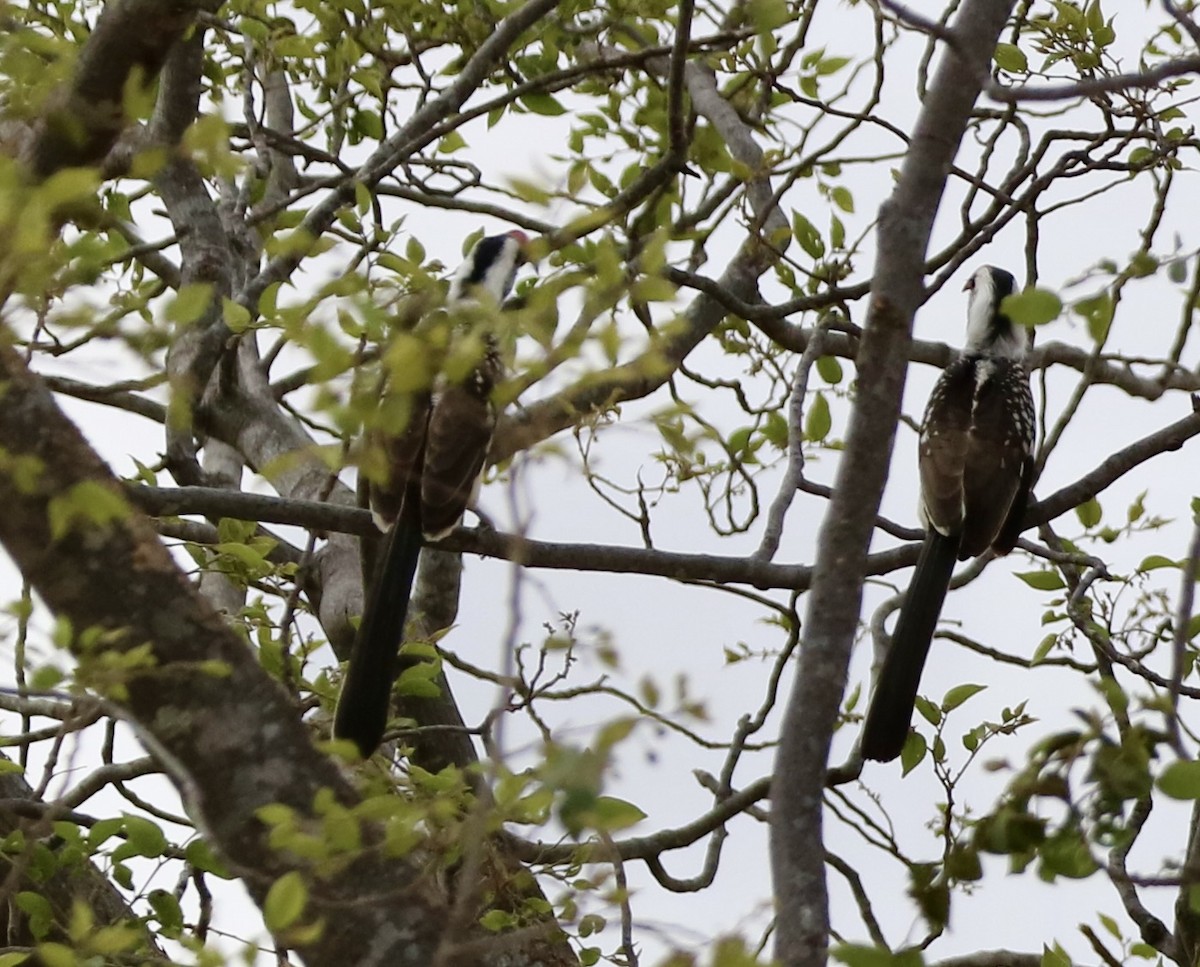 Western Red-billed Hornbill - ML537409191