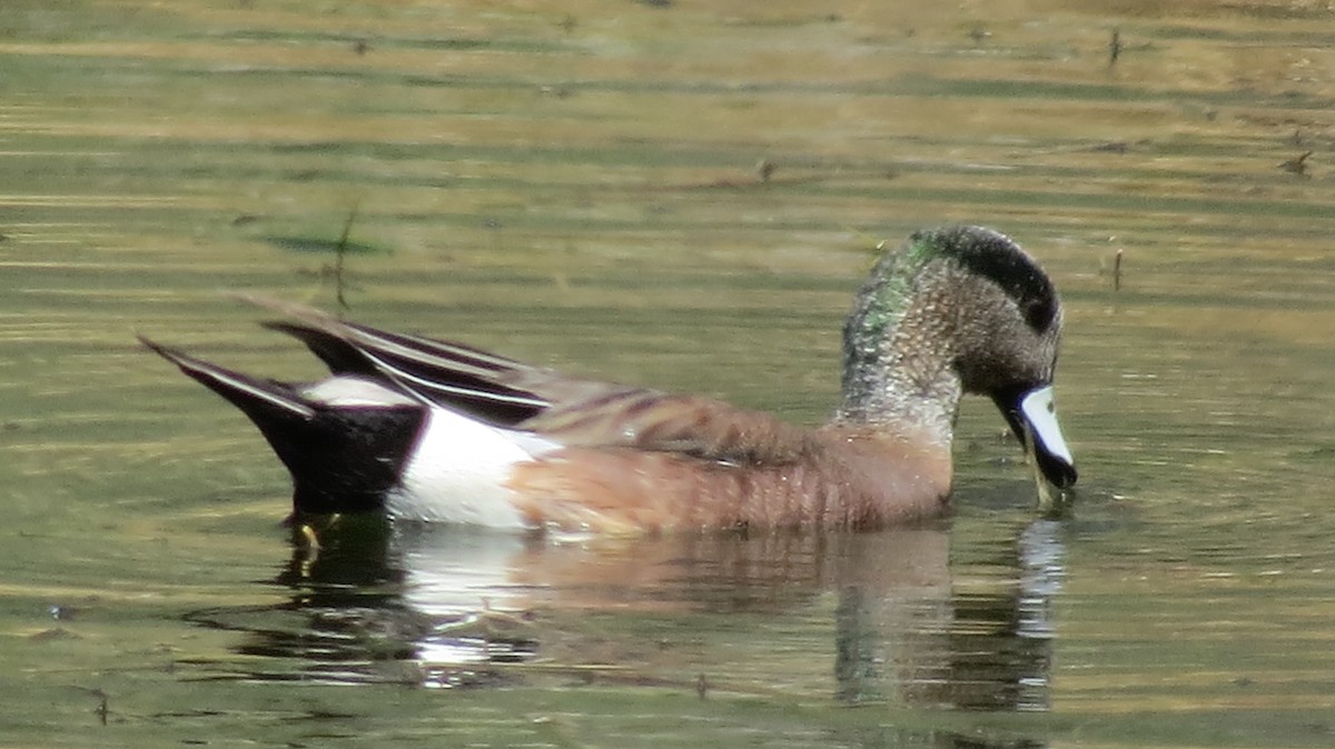 American Wigeon - ML53741121