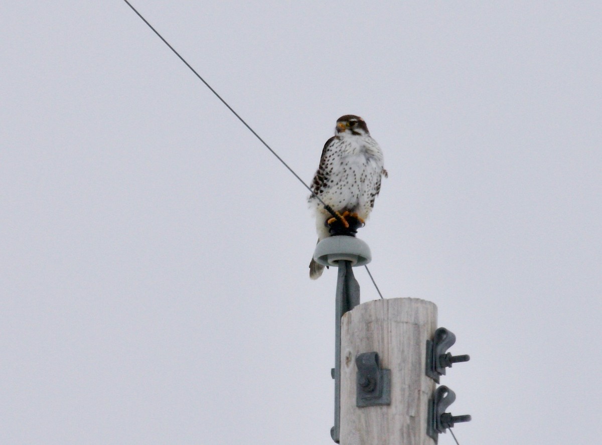 Prairie Falcon - Lou Ann Harris