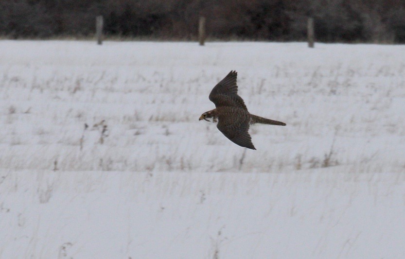 Prairie Falcon - ML537411941