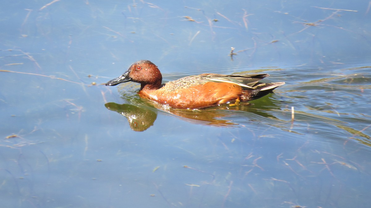 Cinnamon Teal - ML53741271