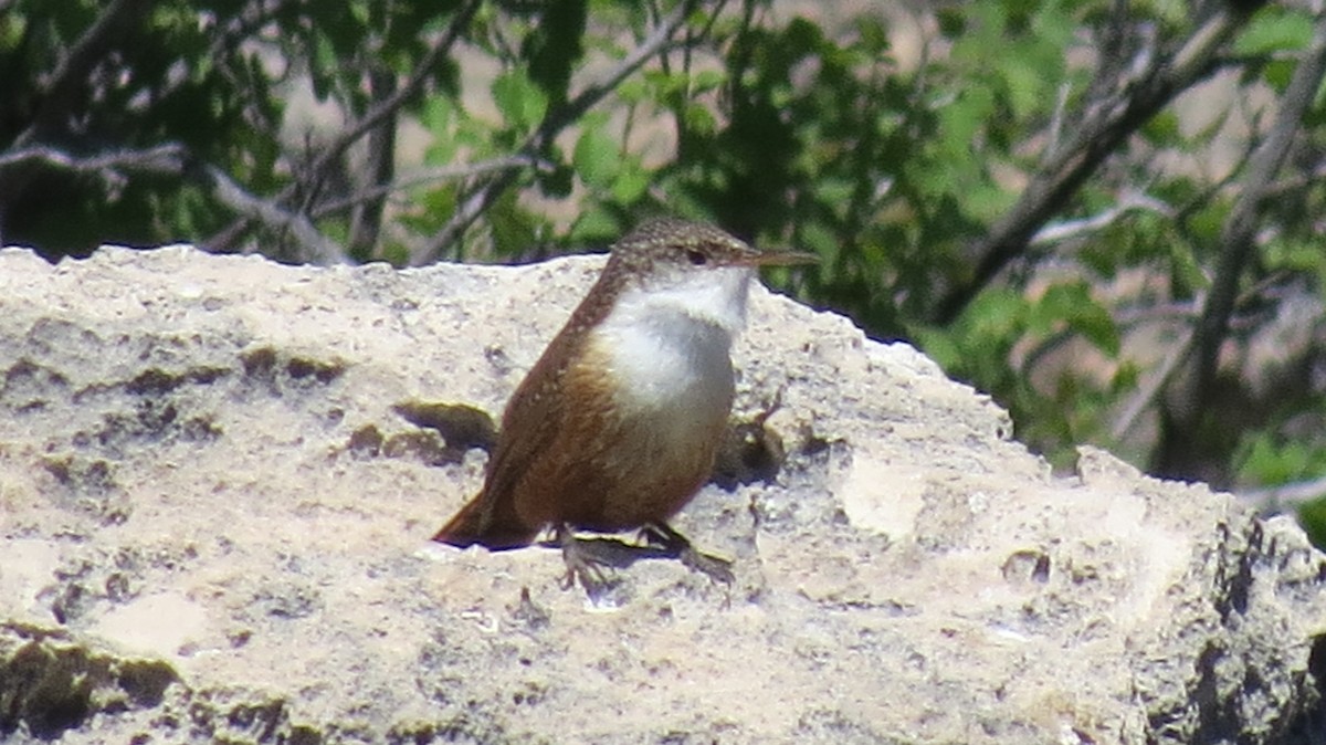 Canyon Wren - ML53741301