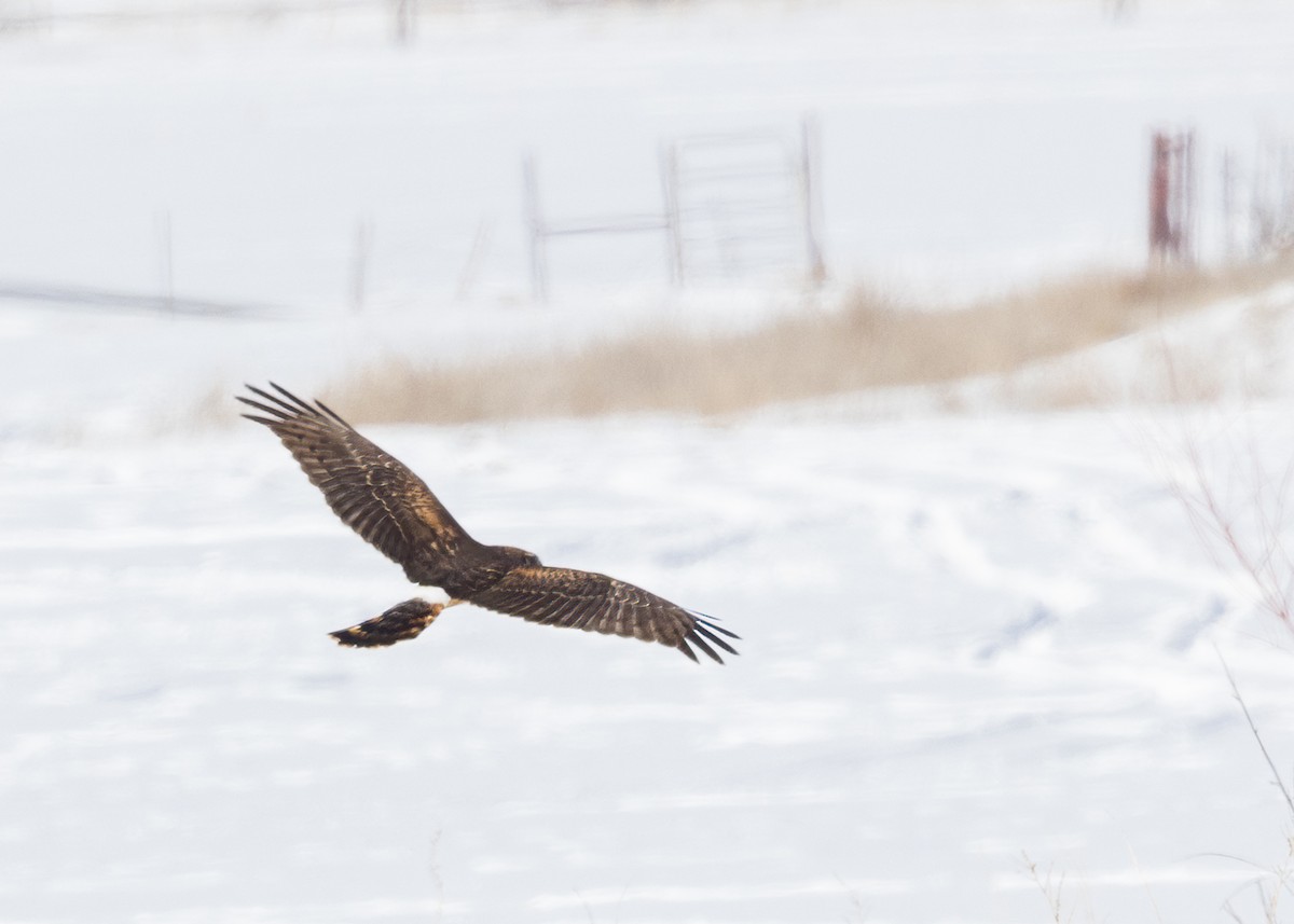 Busard des marais - ML537413521