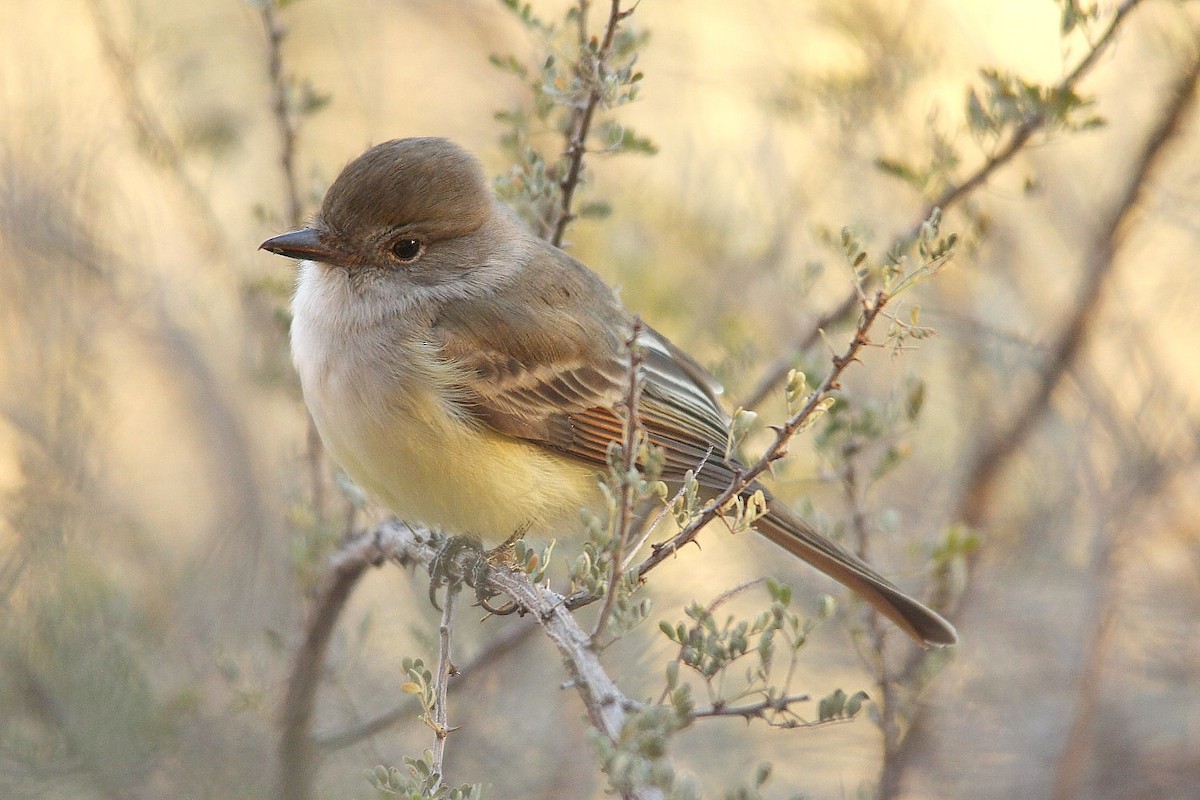 Nutting's Flycatcher - ML53741411