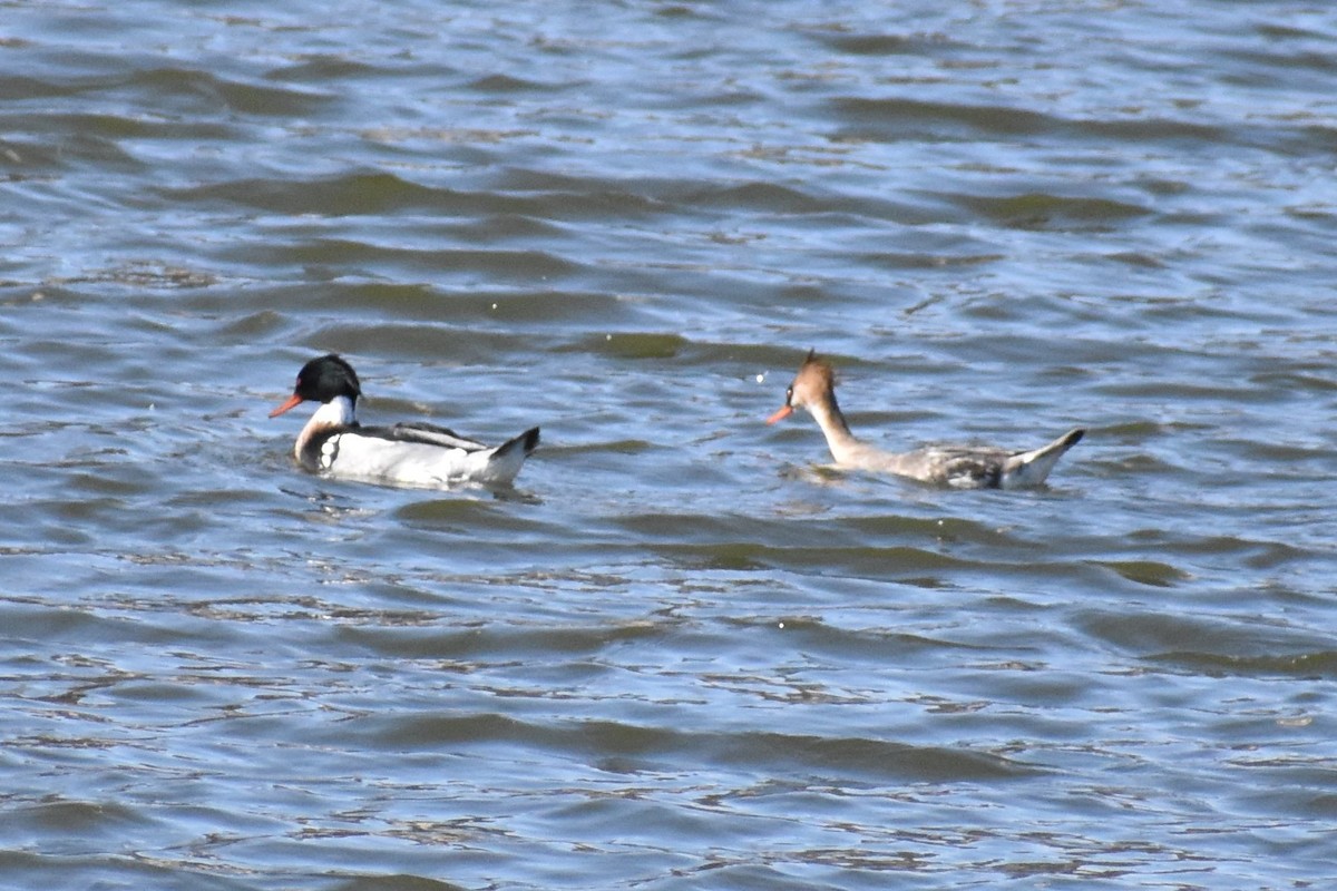 Red-breasted Merganser - ML537416441