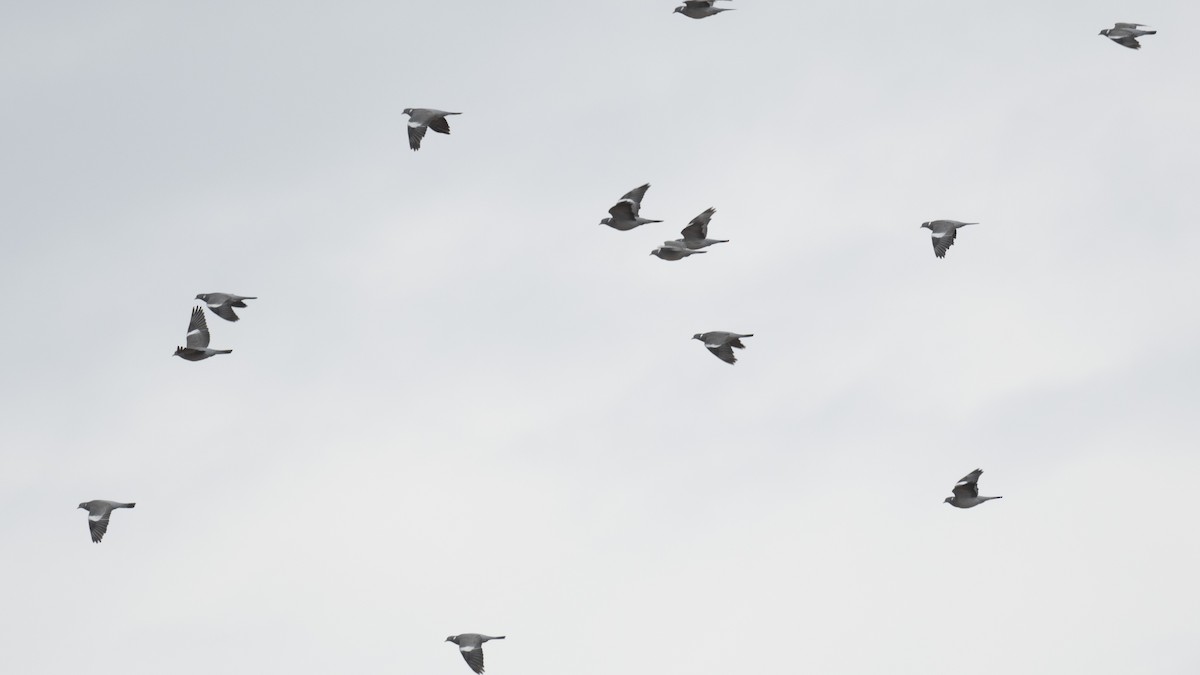 Common Wood-Pigeon - ML537416861