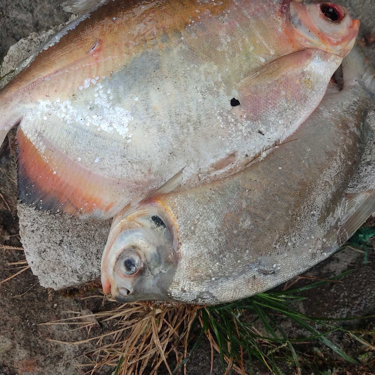 Palometa - Saira Bucheli