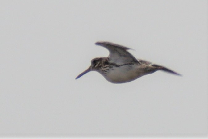 Jack Snipe - ML537424281