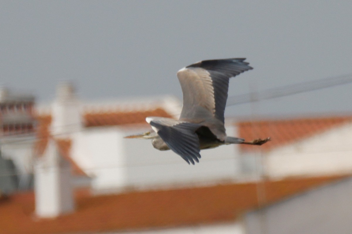 Gray Heron - ML537425101