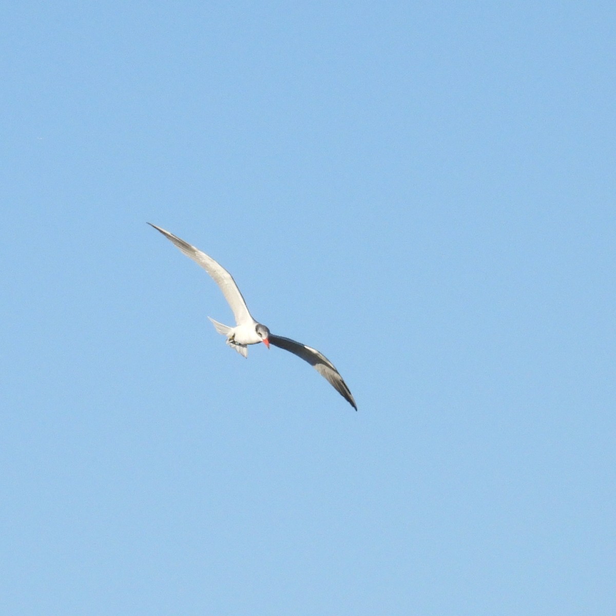 Caspian Tern - ML537425111