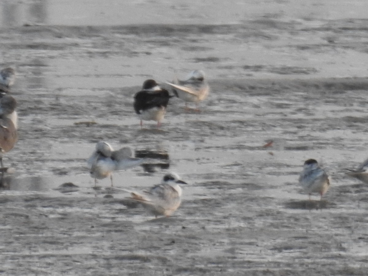Forster's Tern - ML537425361
