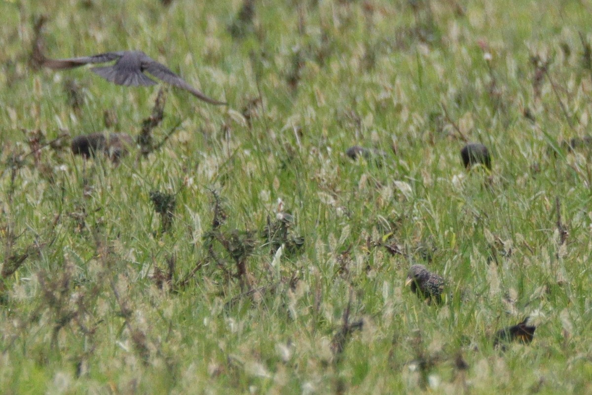 European Starling - ML537425431