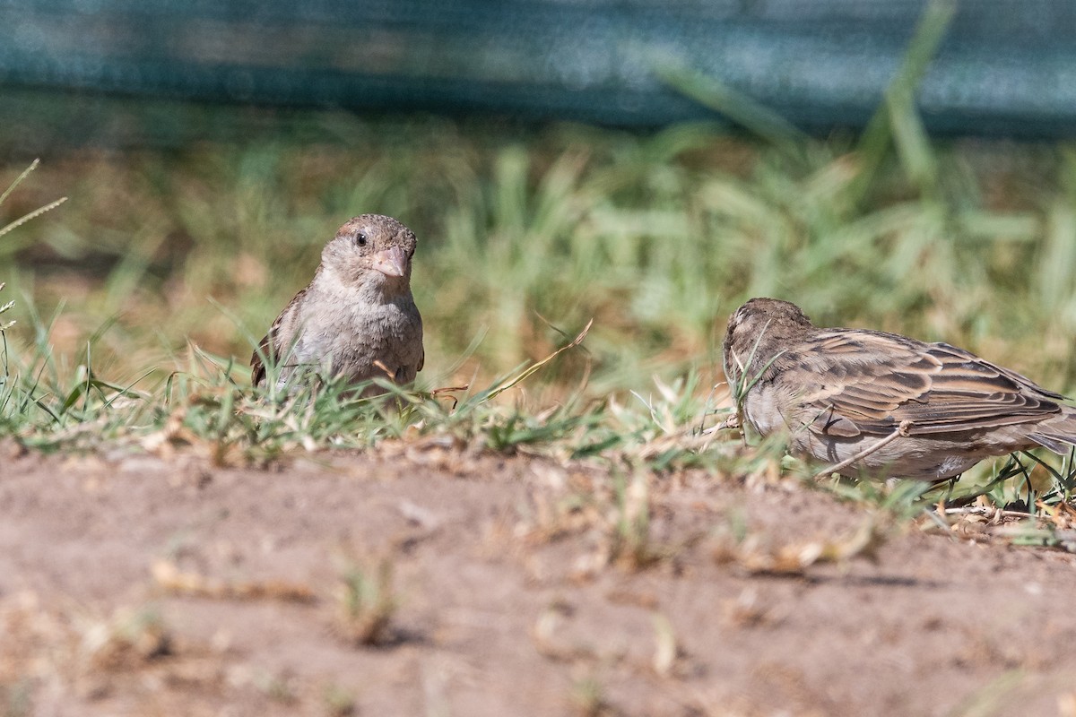 House Sparrow - ML537425571