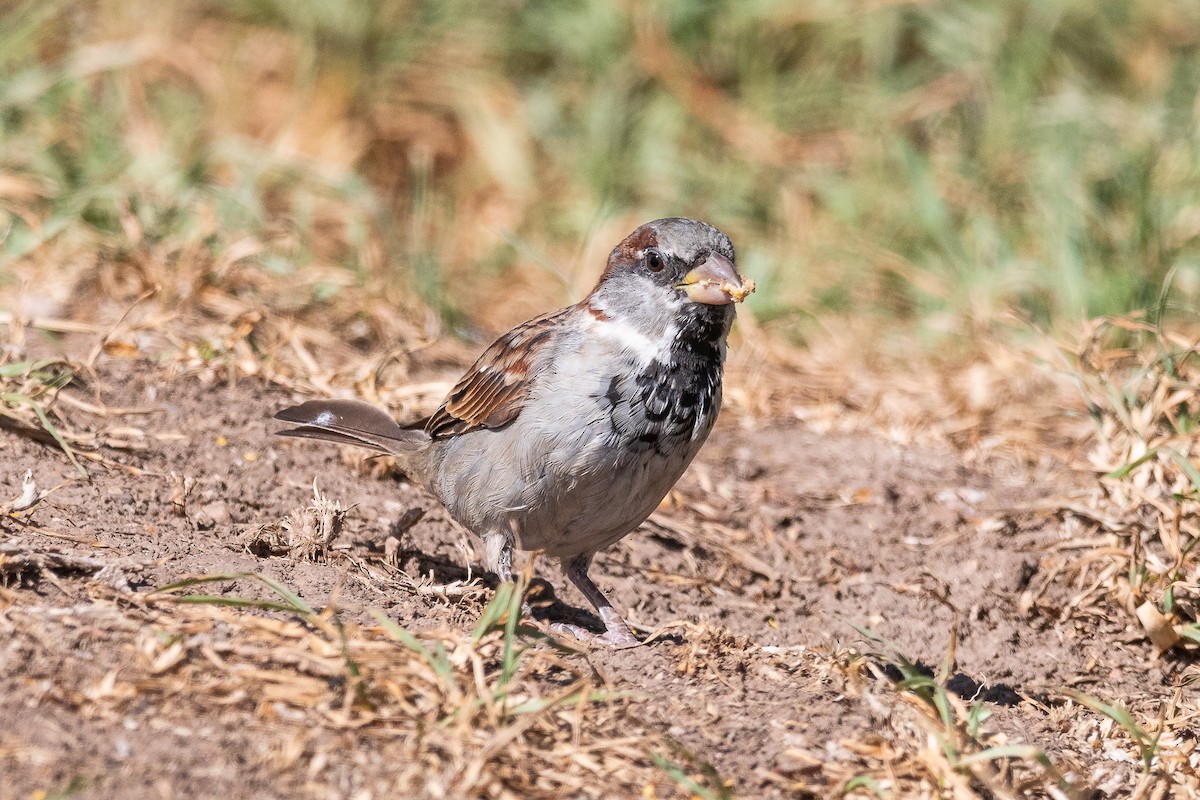 House Sparrow - Nicolas Mazzini