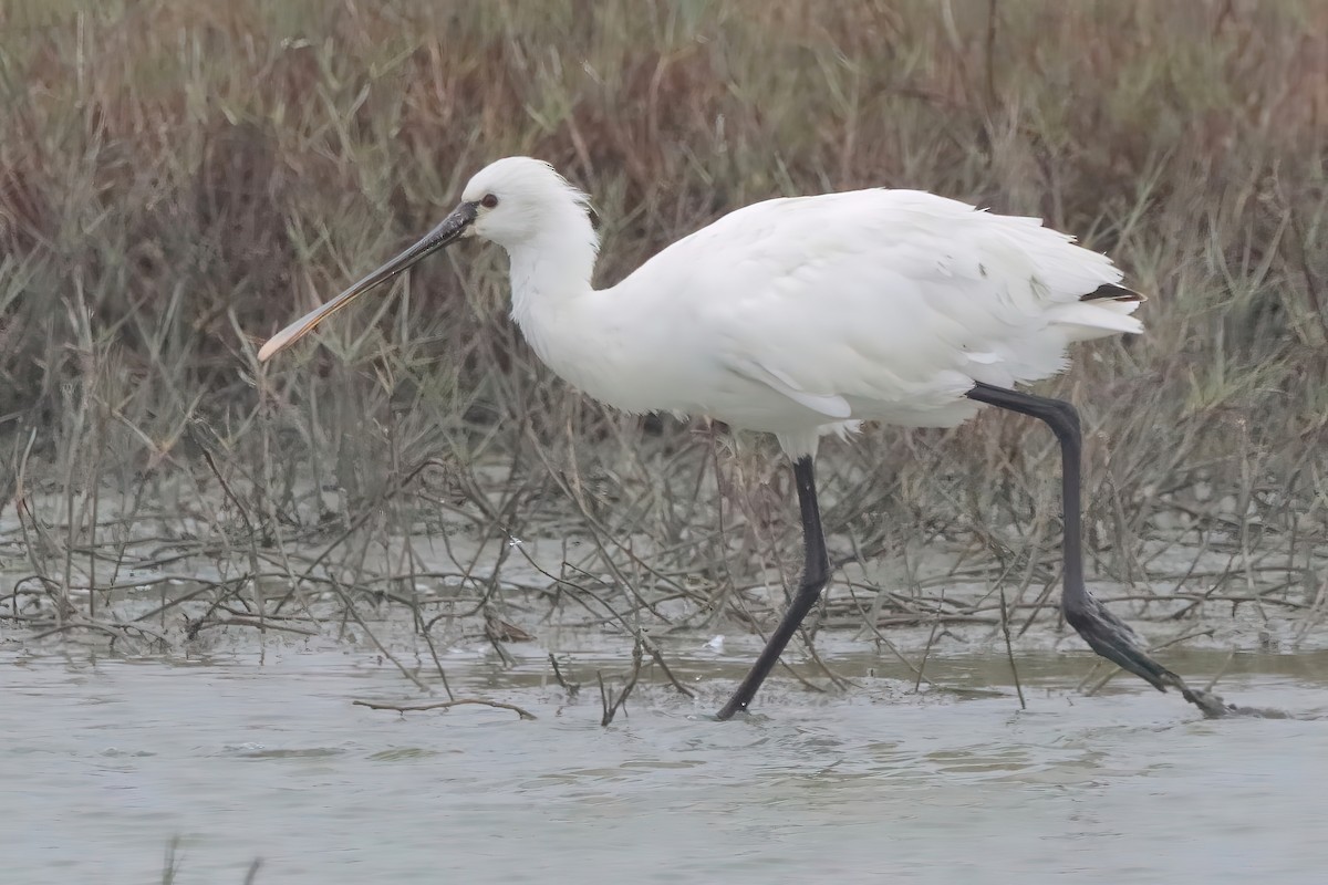 Eurasian Spoonbill - Yi-Cheng Chen