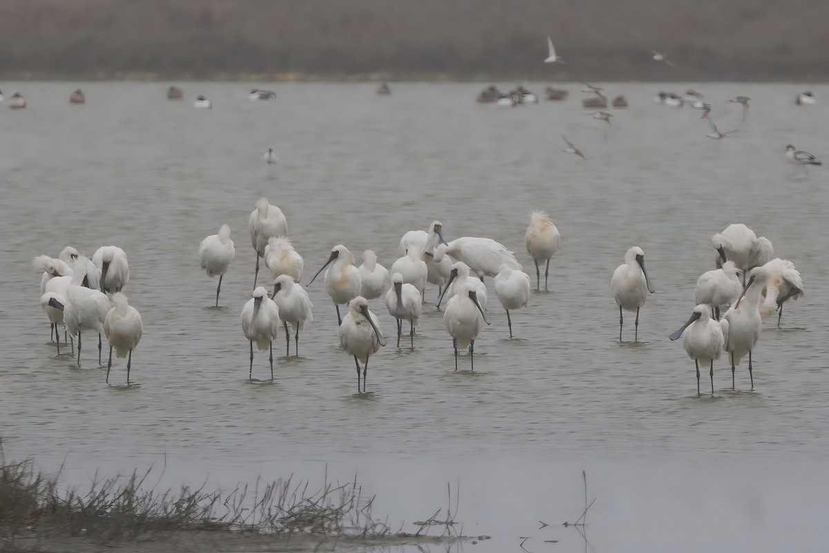 Black-faced Spoonbill - ML537425931