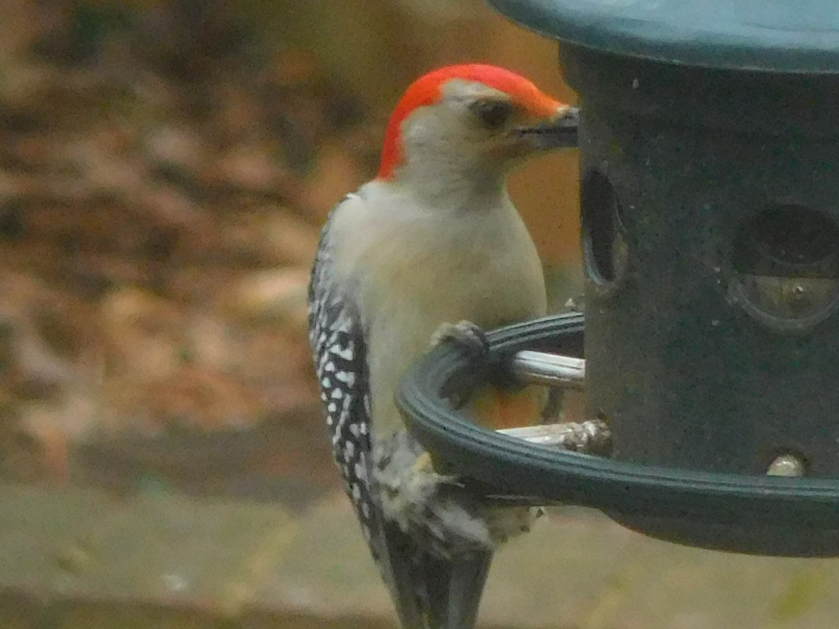 Red-bellied Woodpecker - ML537426231