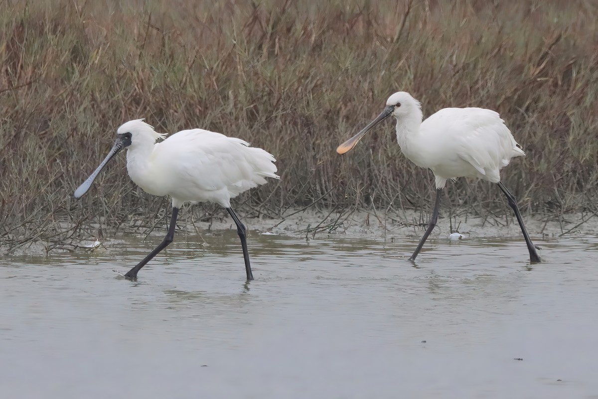 Eurasian Spoonbill - Yi-Cheng Chen