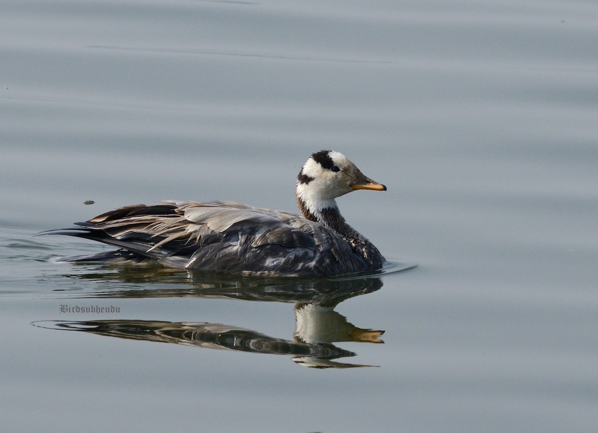 Bar-headed Goose - Subhendu Barman