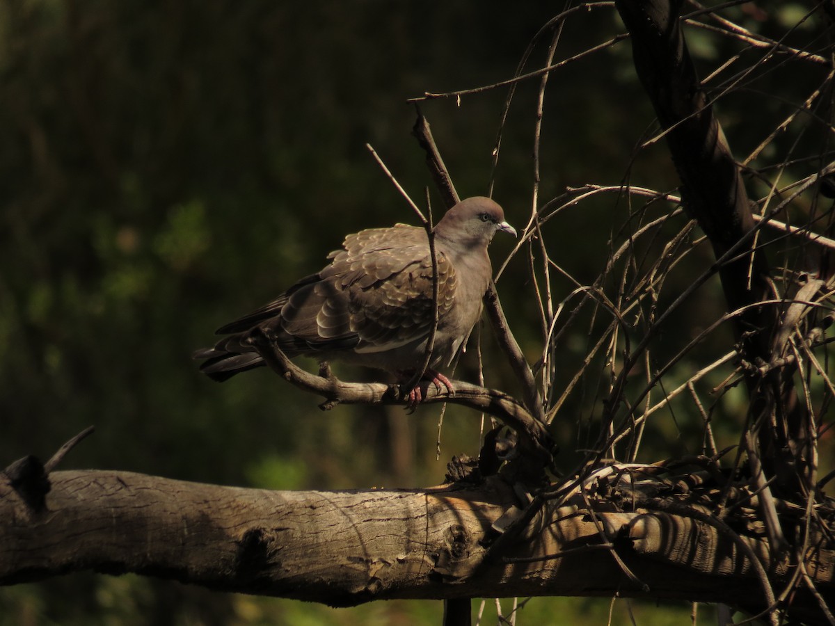 Spot-winged Pigeon - ML537427711