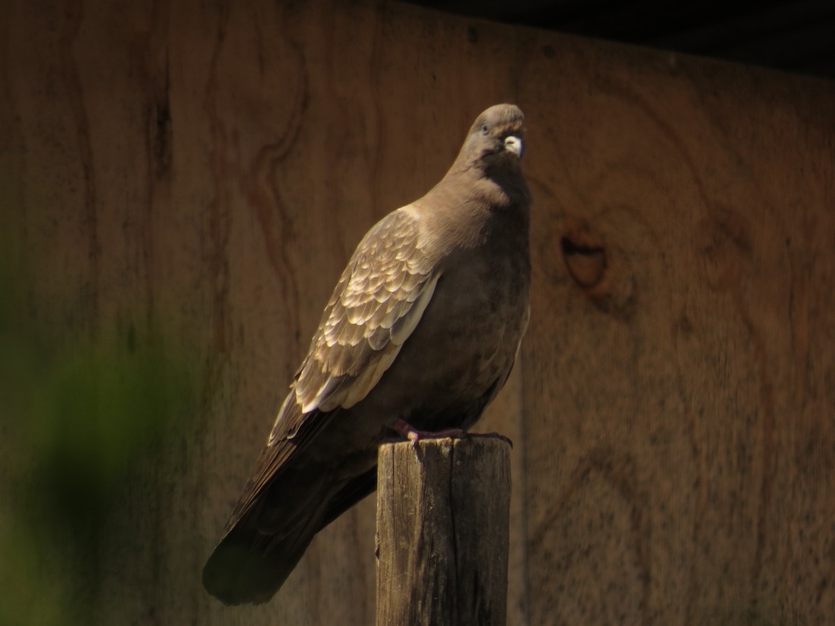 Spot-winged Pigeon - ML537428081