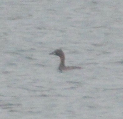 Little Grebe - ML537428781