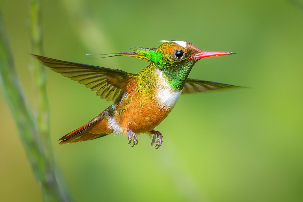White-crested Coquette - ML537428791