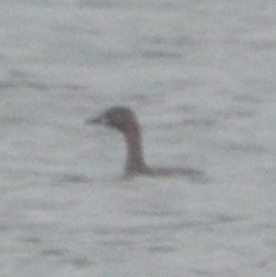 Little Grebe - ML537428801